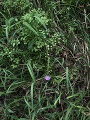 Emilia prenanthoidea