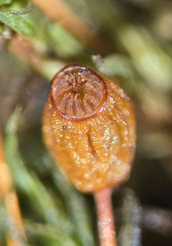 Plagiopus oederianus observed 2026-08-24
