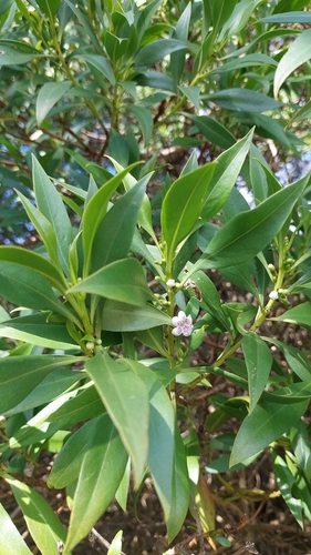 Myoporum acuminatum observed 2026-08-20