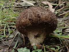 Lycoperdon scabrum