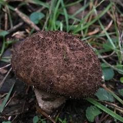 Lycoperdon scabrum