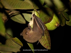 Rousettus leschenaultii