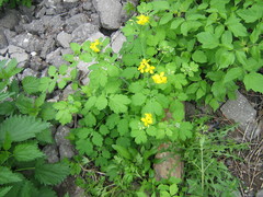 Chelidonium majus