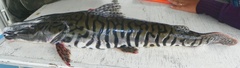 Pseudoplatystoma