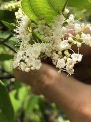 Ehretia longiflora
