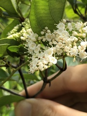 Ehretia longiflora