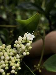 Ehretia longiflora