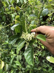 Ehretia longiflora