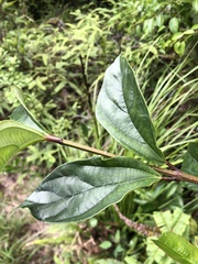 Ehretia longiflora