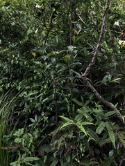 Ehretia longiflora