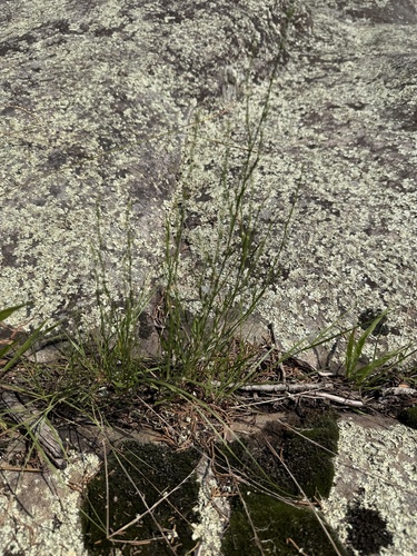 Slender Knotweed