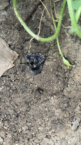 Prairie Kingsnake
