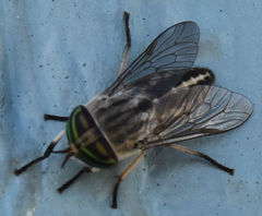 Tabanus subsimilis