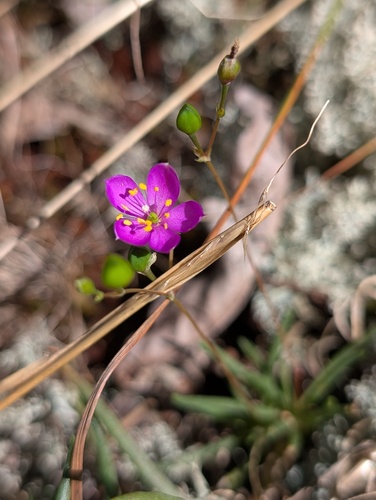 Phemeranthus teretifolius, photograph 6