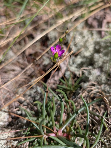 Phemeranthus teretifolius, photograph 5
