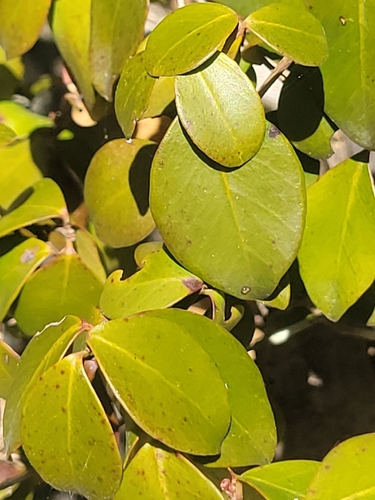 Eugenia reinwardtiana observed 2026-08-21