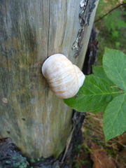 Helix pomatia