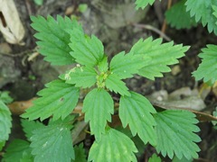 Nanocnide japonica