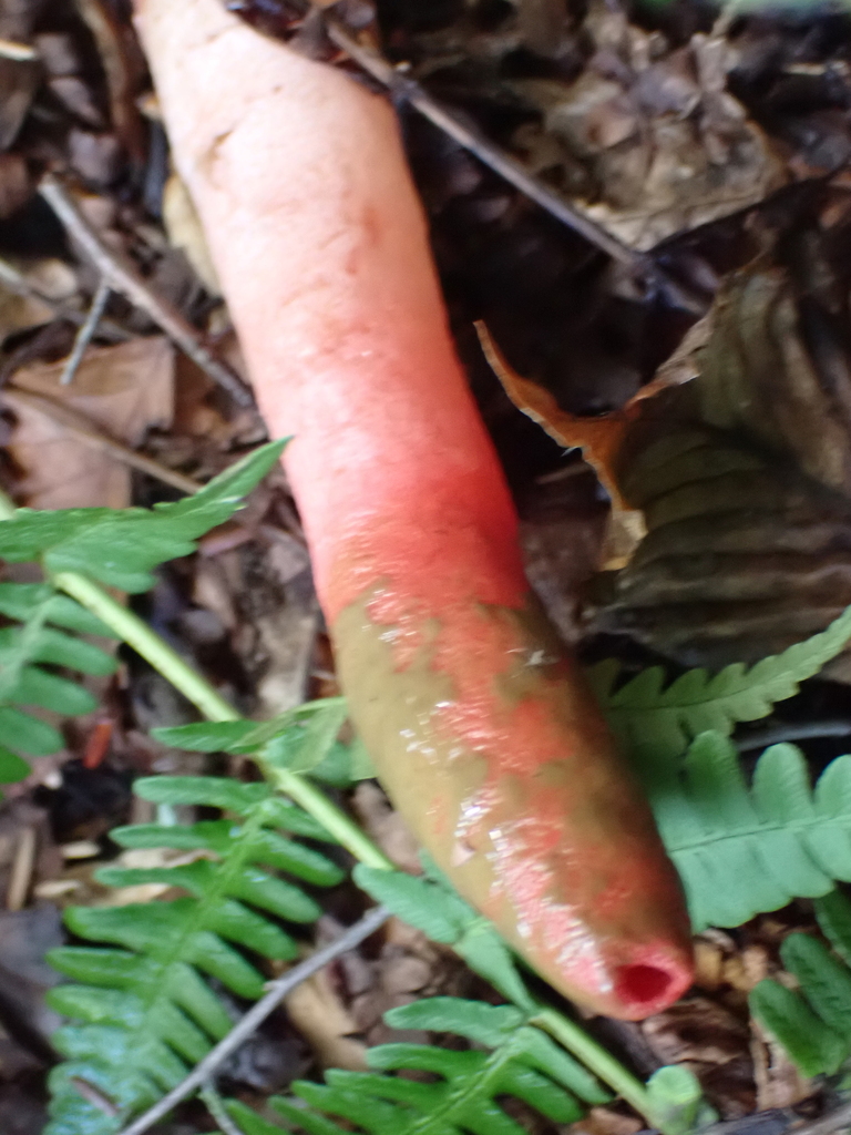 devil's dipstick · August 2026 · photo: Photo: (c) SReeser, some rights reserved (CC BY) · iNaturalist
