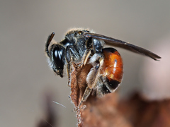 Andrena labiata