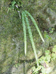 Pteris longipinna