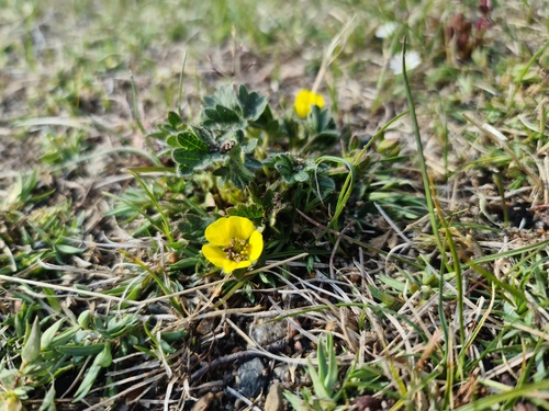 Potentilla hyparctica, photograph 1