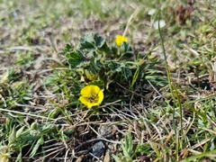 (c) Johnathan Campbell, some rights reserved (CC BY) Potentilla hyparctica, photograph (c) Johnathan Campbell, some rights reserved (CC BY)