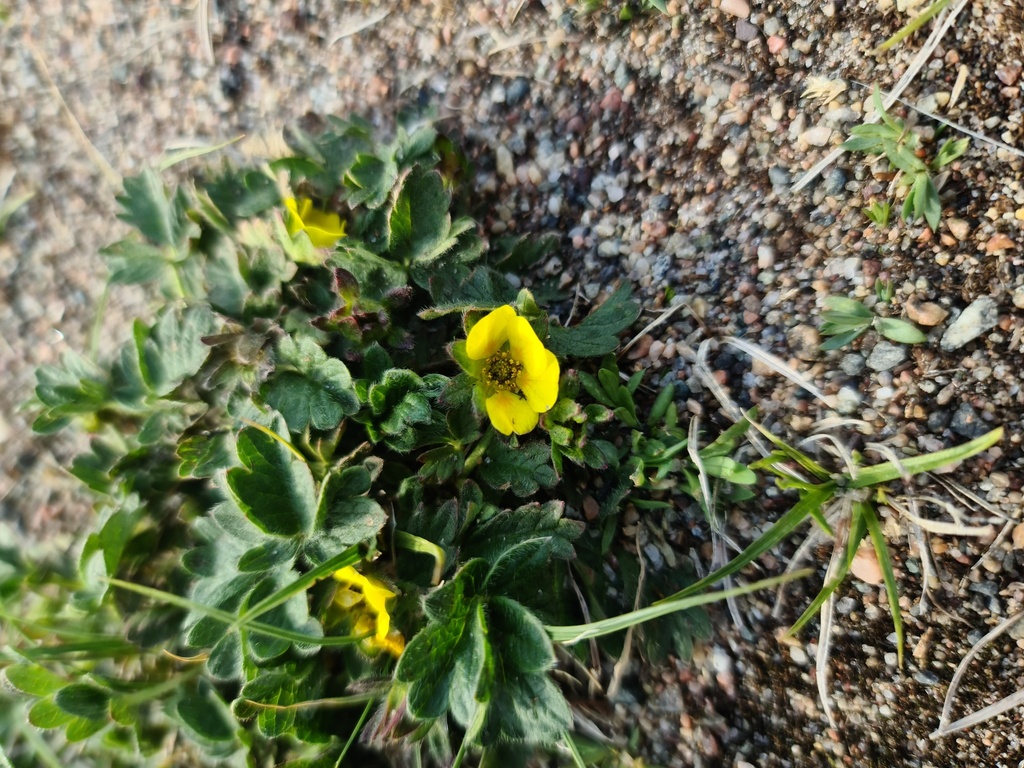 Potentilla hyparctica; photograph (c) Johnathan Campbell, some rights reserved (CC BY)