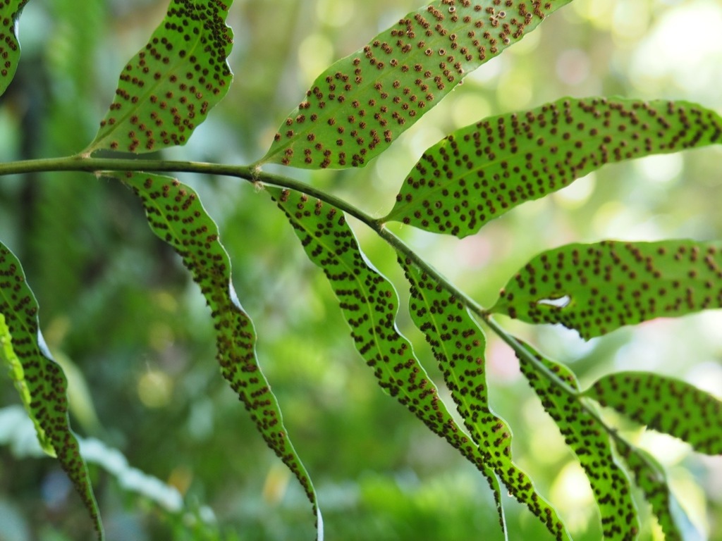 sickle-leaved holly fern