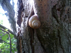 Helix pomatia