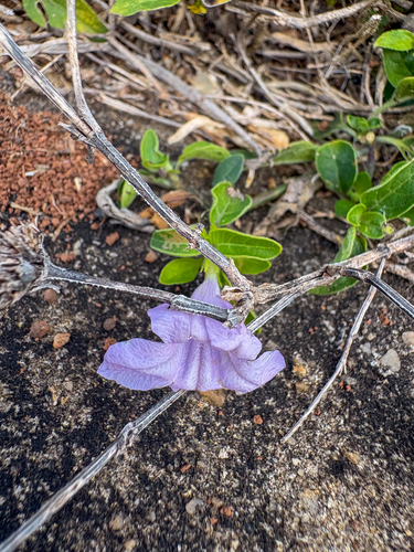 Ruellia prostrata, photograph 2
