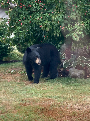 Black Bear sighting near Oxford St