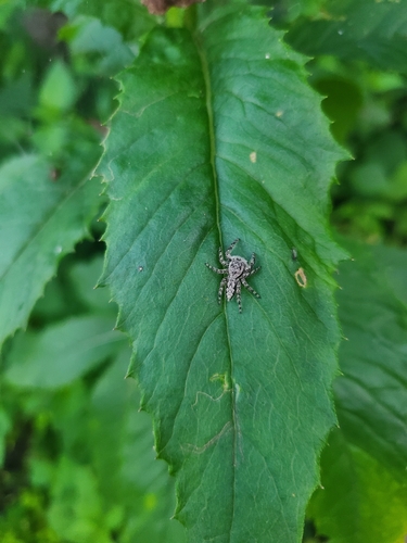 Tan Jumping Spider
