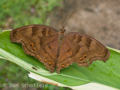 Junonia intermedia