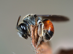 Andrena labiata