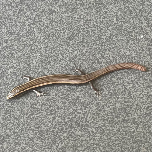 Common Dotted Garden Skink