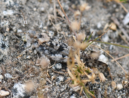 iNaturalist observation photo of Dancing Grasshopper