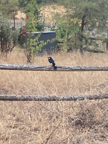 Acorn Woodpecker