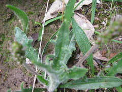 Plantago drummondii