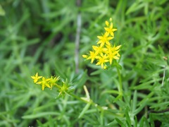 Sedum mexicanum