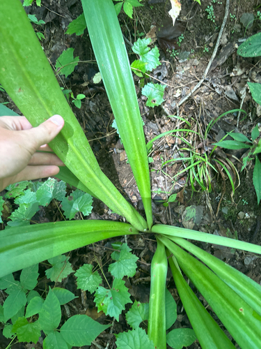 Hymenocallis occidentalis, photograph 6