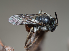 Andrena labiata
