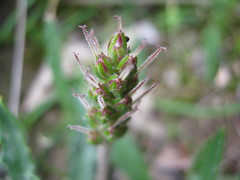 Plantago drummondii