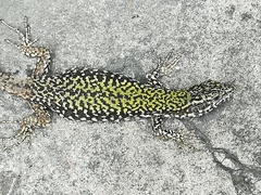 Podarcis muralis
