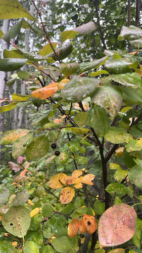 chokecherry