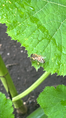Western Honey Bee