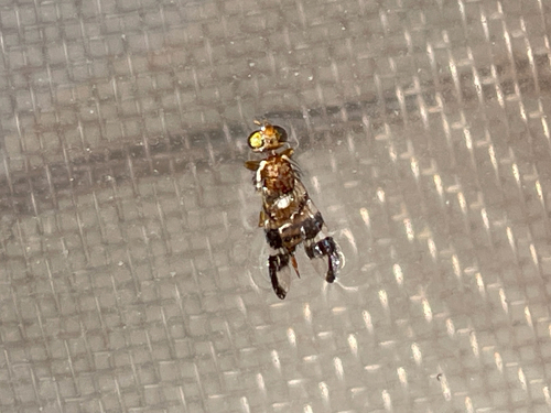 Walnut Husk Fly