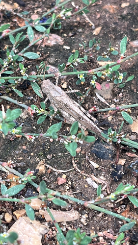 Carolina Grasshopper