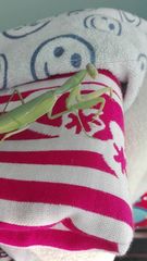 Hierodula tenuidentata