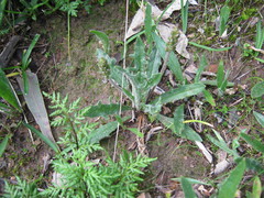 Plantago drummondii